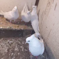 چشم و نوک سفید (اراکی )|پرنده|مرند, |دیوار