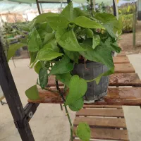 پتوس سبز، ارتشی، انواع اسکاندیس