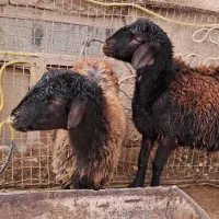 بره ماده افشار|حیوانات مزرعه|فیروزه, |دیوار