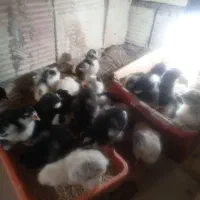 فروش|حیوانات مزرعه|سربیشه, |دیوار