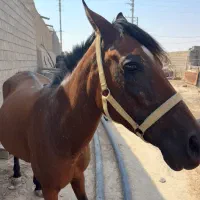 اسب مادیون آبستن یک ماه دیگه تضمین|اسب و تجهیزات اسب‌سواری|شبانکاره, |دیوار