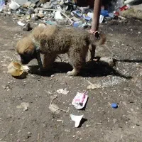 واگذاری توله سرابی دوماهه ماده