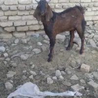 حیوانات مزرعه