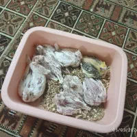 عروس هلندی