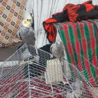 دو جفت عروس هلندی مولد|پرنده|محمدشهر, کوی بهار|دیوار