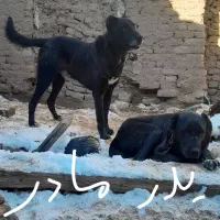 وگذار توله افغان نژاد خالص