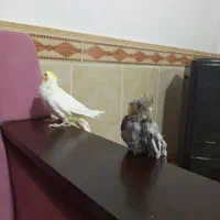 سرگرمی و فراقت|پرنده|آشخانه, |دیوار