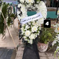 تاج گل نو|گل و گیاه طبیعی|لاهیجان, مهرگان|دیوار