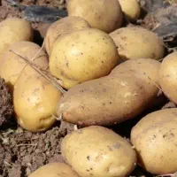 3 تن بذر سیب زمینی جلی 1401