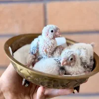 جوجه گرینچیک آناناسی رد