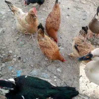 خروس ومرغ مرندی ریش دار تخمگذار