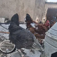 خروس و مرغ|حیوانات مزرعه|تاکستان, |دیوار