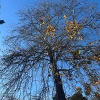 زمین-مسکونی