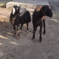بره نر
