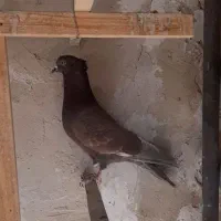 کبوتر|پرنده|تفرش, |دیوار