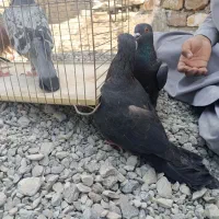 کفتر خوب سالم