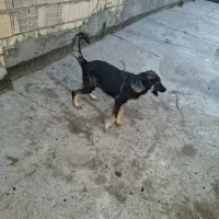 سگ .ماده. رنجر