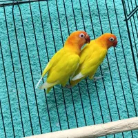 طوطی برزیلی مولد در رنگ های خاص|پرنده|قائمشهر, |دیوار