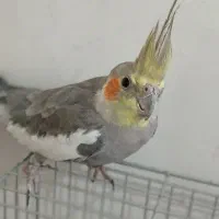 عروس هلندی نر