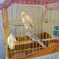 عروس هلندی فوری فروشی