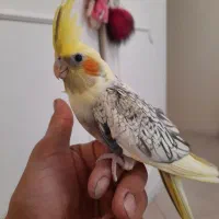 جوجه عروس هلندی