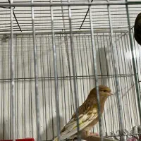 قناری ماده فائو چشم قرمز|پرنده|رامهرمز, |دیوار