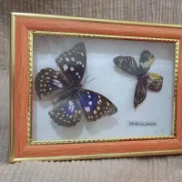 تابلو پروانه