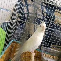 یک جفت عروس هلندی آلبینو|پرنده|سیرجان, |دیوار