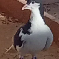 کبوتر سیاه‌پوش(گمشده)