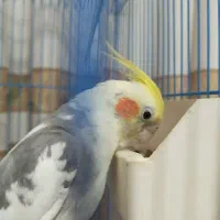 عروس هلندی نر|پرنده|هشتگرد, مدرس|دیوار