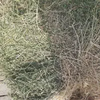 بیده یونجه بنچه شده|خدمات باغبانی و درختکاری|سرولایت, |دیوار