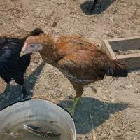 لاری  پنج ماهه دم تخم