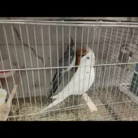 عروس هلندی مولد|پرنده|تهران, باغ فیض|دیوار