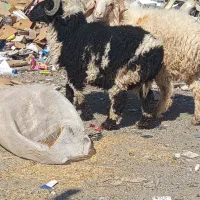 دو عدد گوسفند|حیوانات مزرعه|سراوان, |دیوار