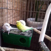 جفت مرغ عشق