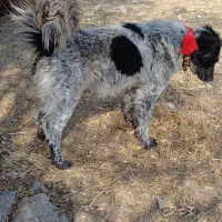 یک سگ اصیل قدرجونی نر