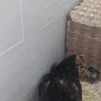 مرغ کرچ همراه با جوجه