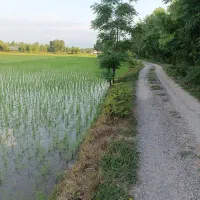 زمین ۱۳۰۰ متری شالیزار داخل طرح مناسب سرمایه گذاری