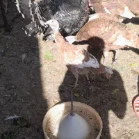 بوقلمون محلی