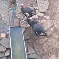 بوقلمون نر سرحال