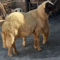 شیشک سنجابی|حیوانات مزرعه|گوآور, |دیوار