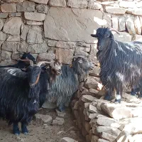 بزترکی‌معاوضه‌بامیش|حیوانات مزرعه|ایذه, |دیوار