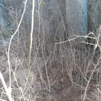 نهال انار ترش