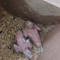 جوجه عروس هلندی|پرنده|مشهد, بهمن|دیوار