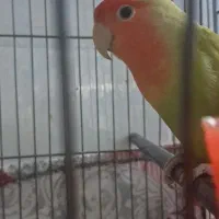 کوتوله گم شده