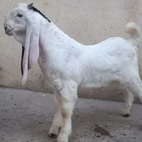 بزغاله گلابی ،بز گلابی، بز پاکستانی ،