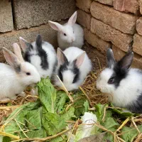 خرگوش خانگی