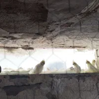 خانگی و زیبا عروس هلندی