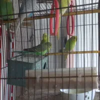 مرغ عشق سرحال و خوش رنگ