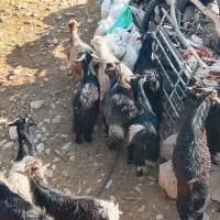 32راس‌تیشتر روزگاری‌معامله‌بانیسان‌ومیش